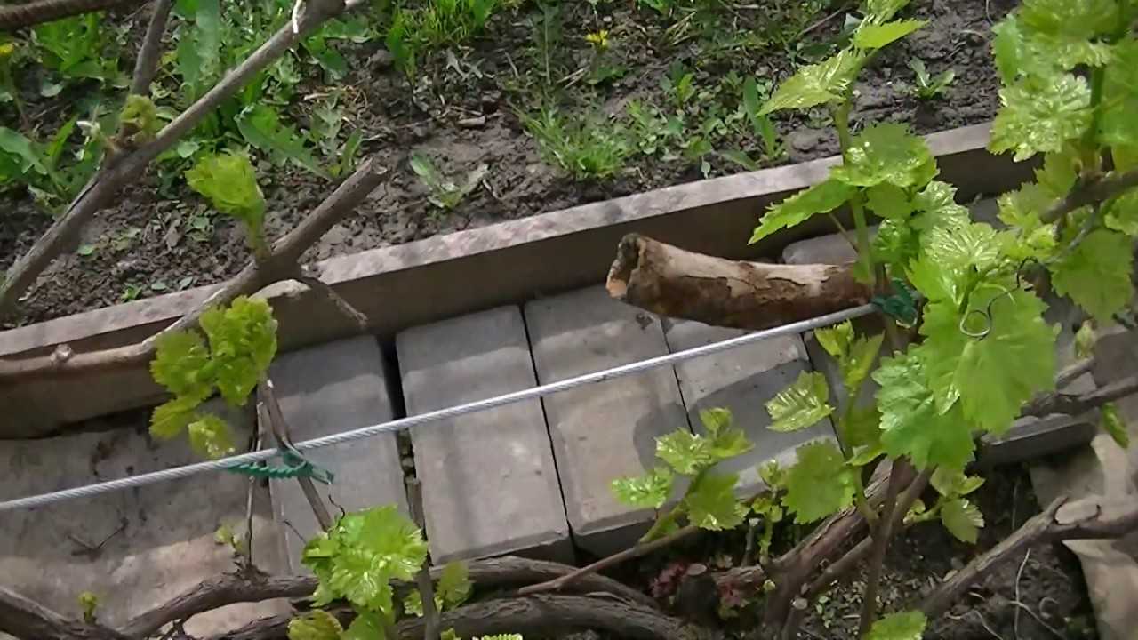 Алтайские сорта винограда, советы по посадке весной для начинающих