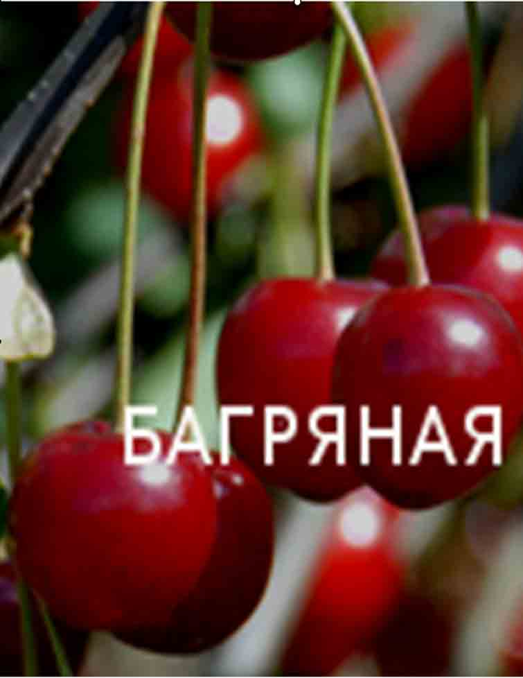 Вишня (65 фото): описание, сорта, посадка вишни, уход, особенности выращивания, как правильно посадить, способы размножения, болезни и вредители