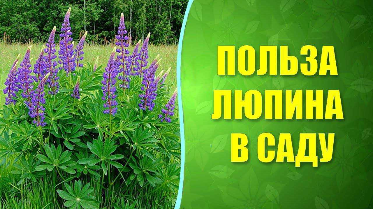 Люпин как сидерат | когда сеять и когда закапывать люпин узколистный (однолетний) - норма высева, расход семян на сотку