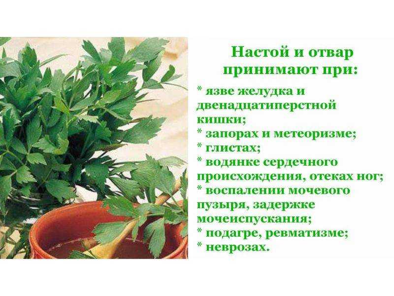 Любисток