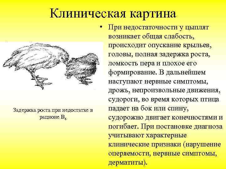 Что делать, если чихают куры: возможные болезни, способы лечения