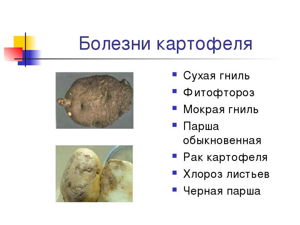 Картофельная палочка в хлебе – чем опасна и способы профилактики