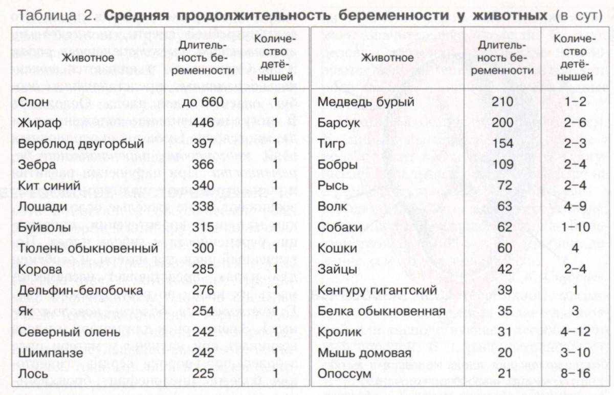 Беременность у коровы: что нужно знать? - omvesti.com