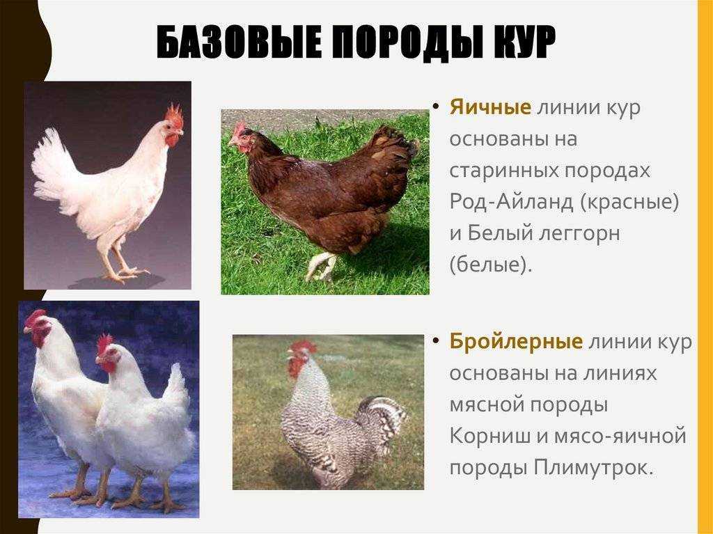 Белые породы кур несушек