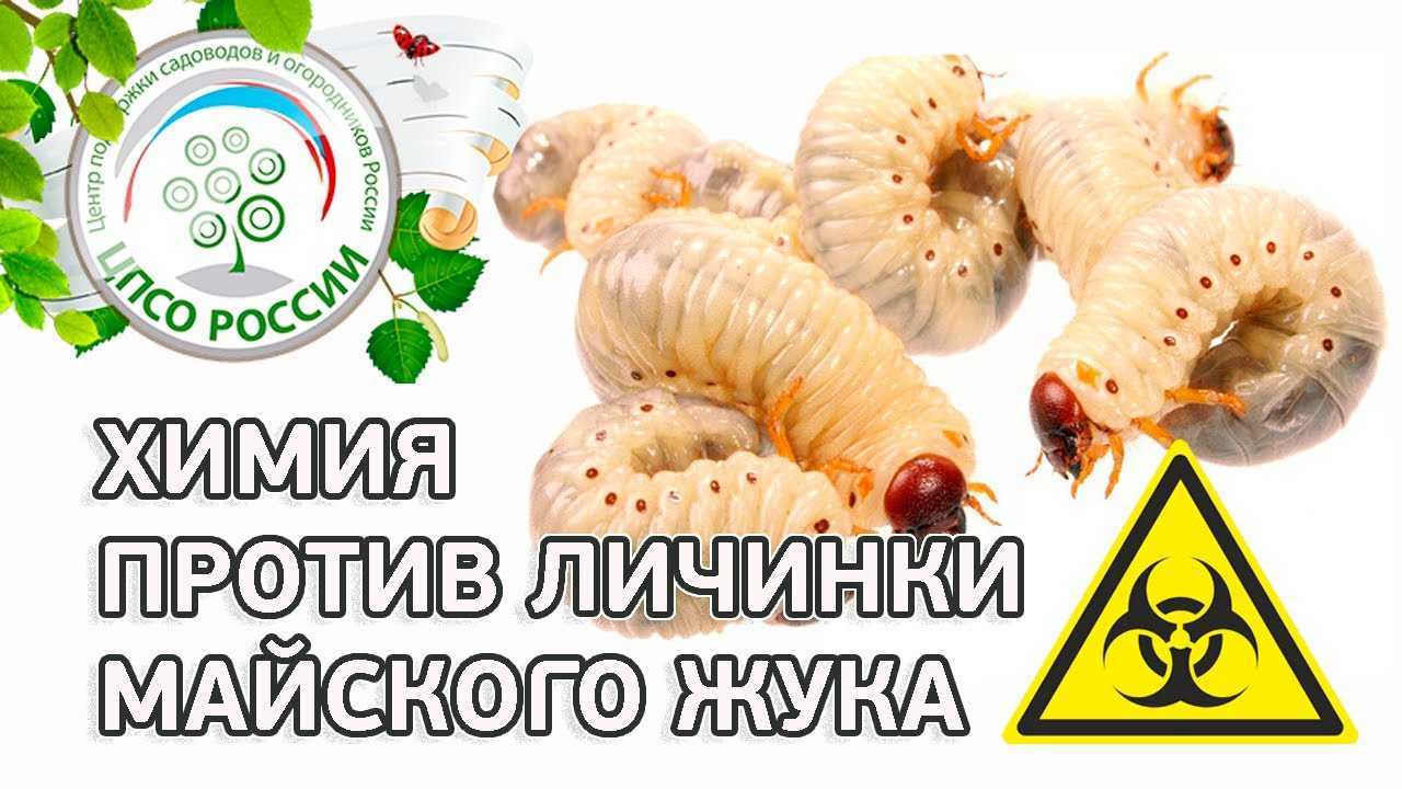 Борьба с хрущем и его личинками: как избавится от майского жука, эффективные средства