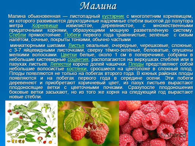 Малина сколько раз плодоносит