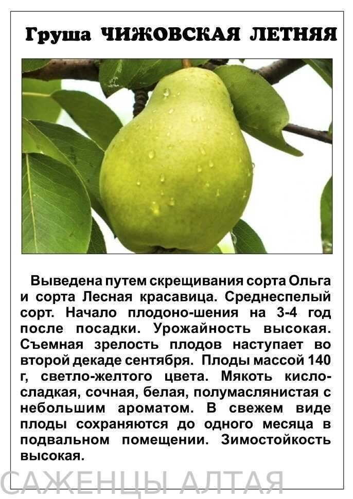 🍐груша сказочная: описание и характеристики сорта, посадка и уход