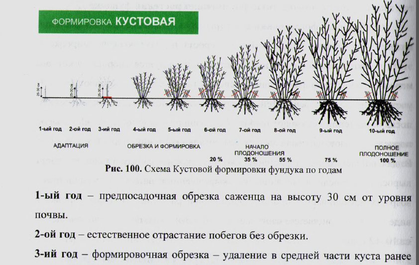 Как вырастить грушу из семечки: особенности выращивания в домашних условиях