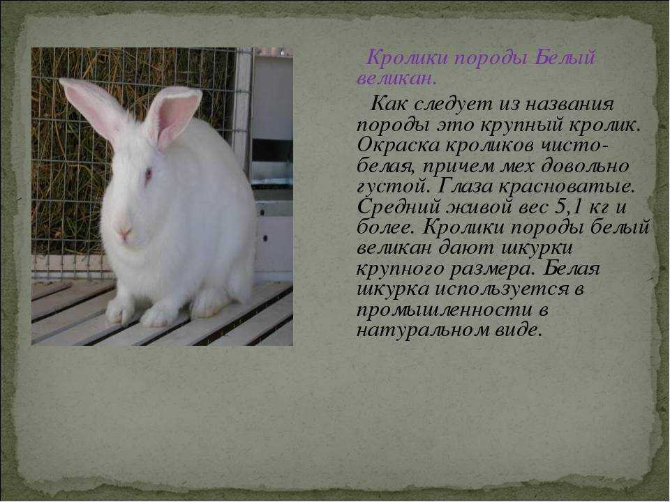 Все о калифорнийских кроликах: описание породы, уход и содержание, разведение    