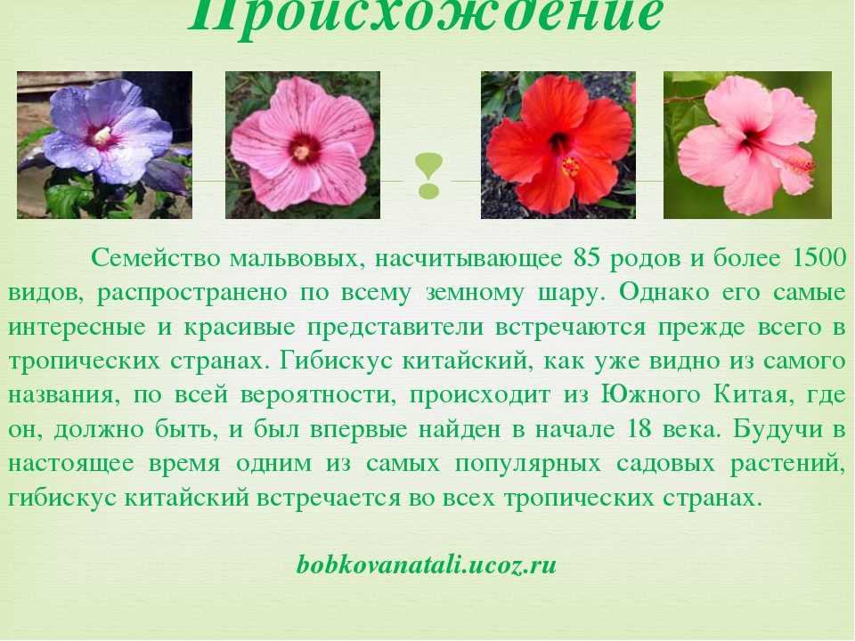 Гибискус- сорта, выращивание, приметы