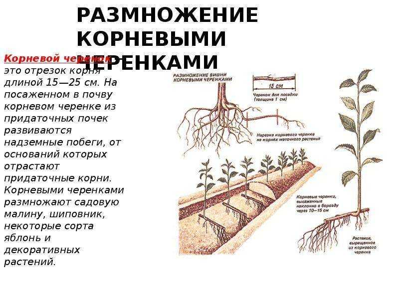 Сажаем вишню весной. как правильно посадить вишню осенью саженцами – пошаговая инструкция. как правильно посадить вишню