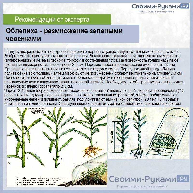 Посадка и уход за облепихой: как сажать и выращивать дерево, как цветет