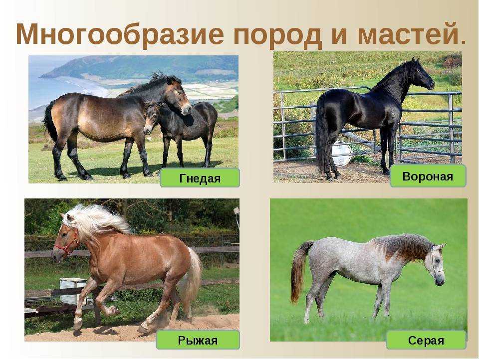 Каурая лошадь: фото, описание породы
