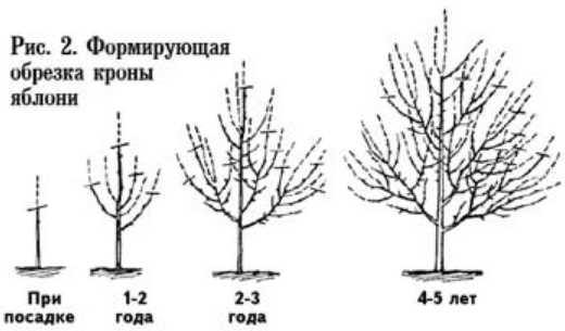 Яблони на карликовом и полукарликовом подвое. посадка карликовых и полукарликовых яблонь.