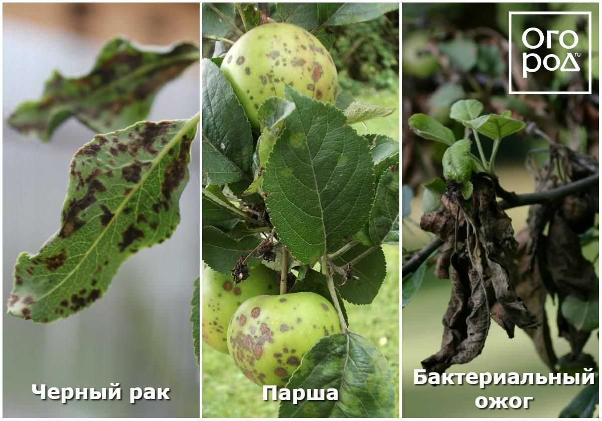 Фото болезней яблонь, симптомы и способы лечения
