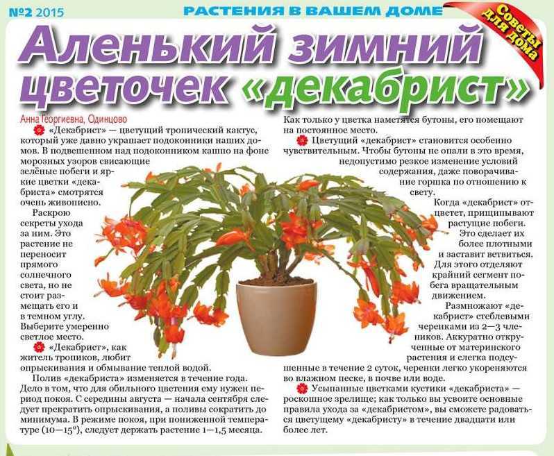 Бегония: размножение черенками в воде, листом и семенами (фото и видео)