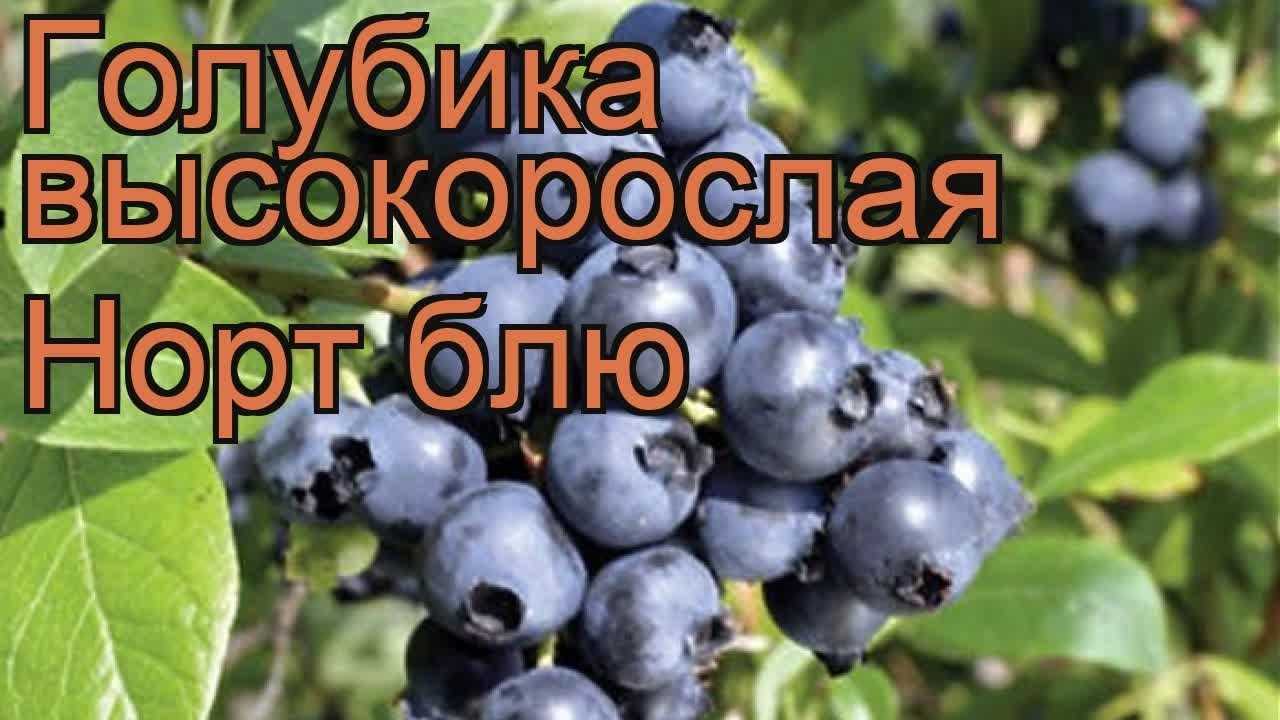 Описание сортов голубики: блюкроп, патриот, бонус, блюголд, река, нортланд, спартан и другие