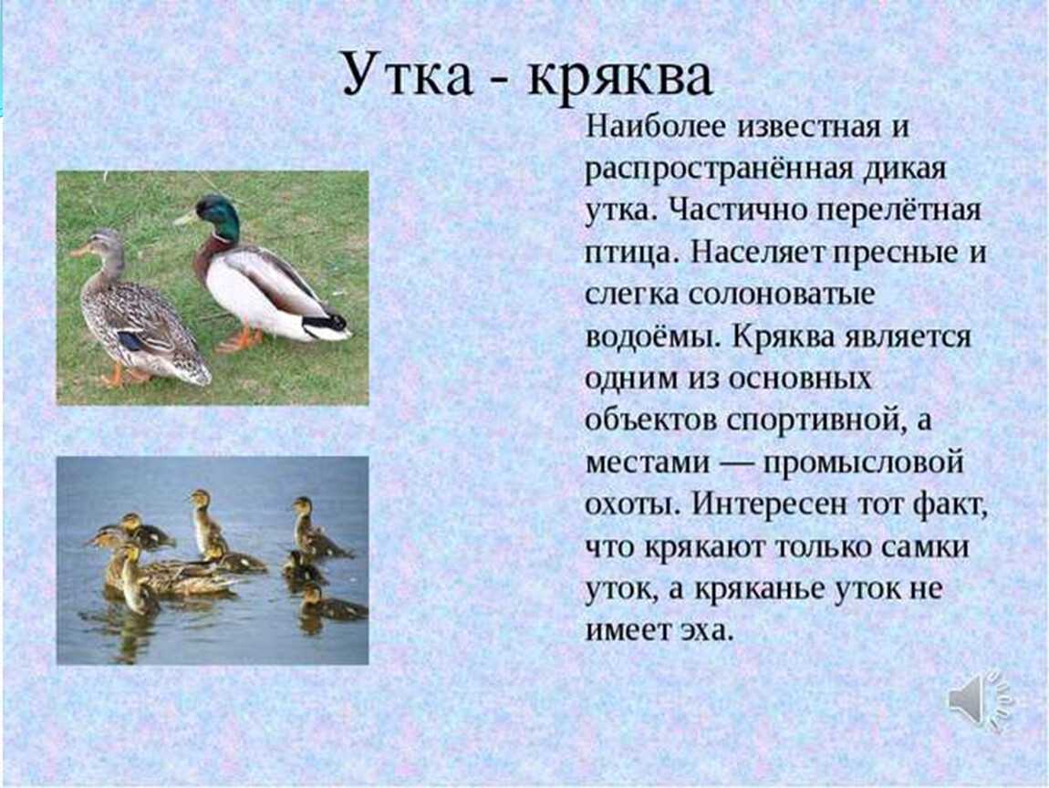О диких утках: описание, как ухаживать за дикими утятами в домашних условиях