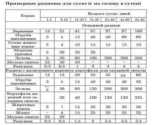 Все о кормлении гусят с первых недель в домашних условиях: корма, правила
