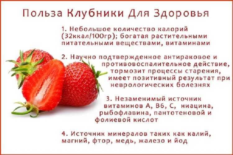 Земляника садовая и клубника в чем разница? - фермеры россии