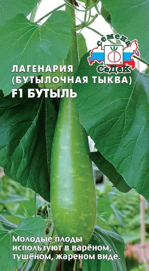 Бутылочная декоративная тыква, применение, посадка и уход, фото