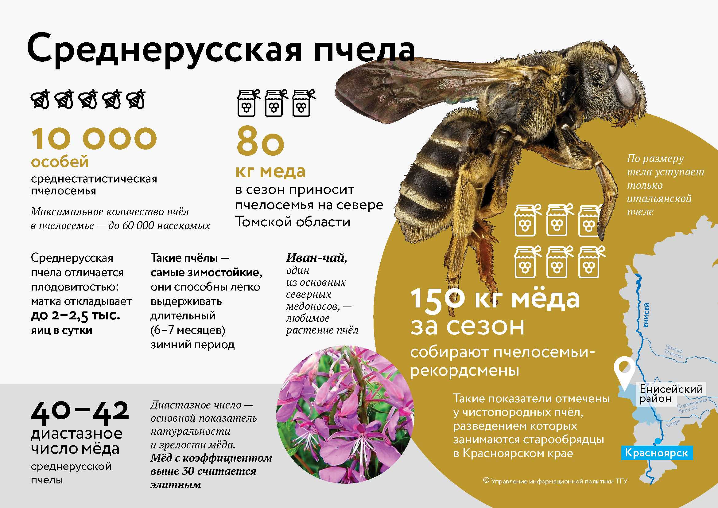 Как открыть свою пасеку