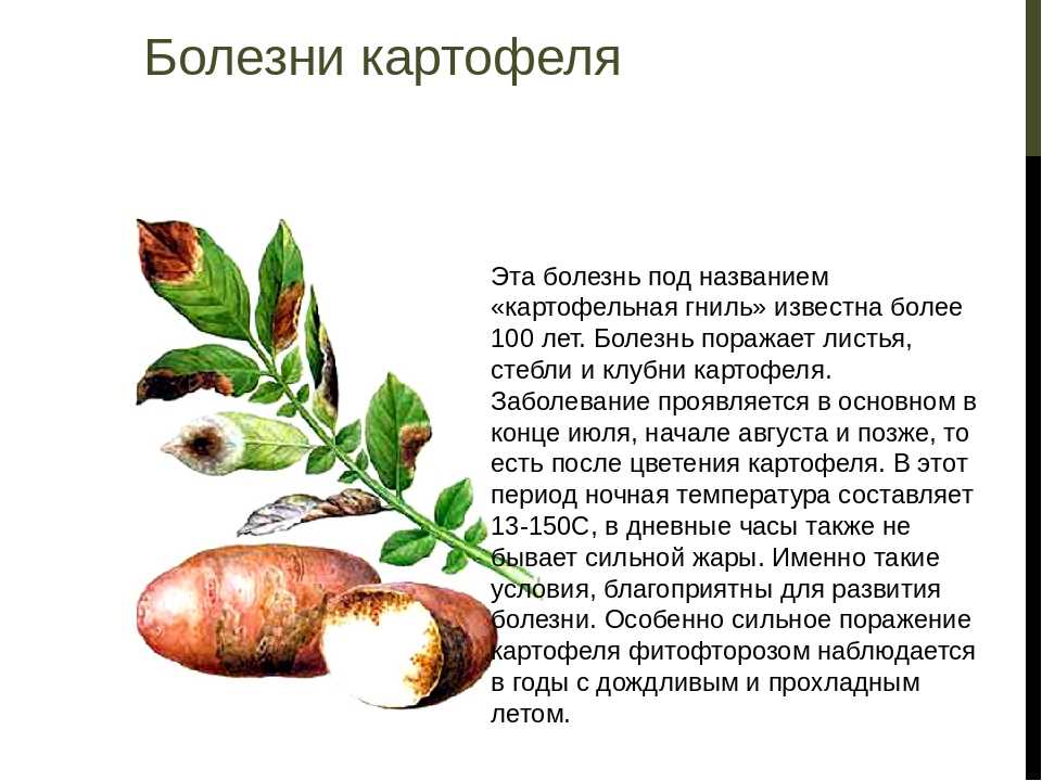 Болезни картофеля: 20 часто встречаемых грибковых, бактериальных и вирусных заболеваний + лечение и меры профилактики