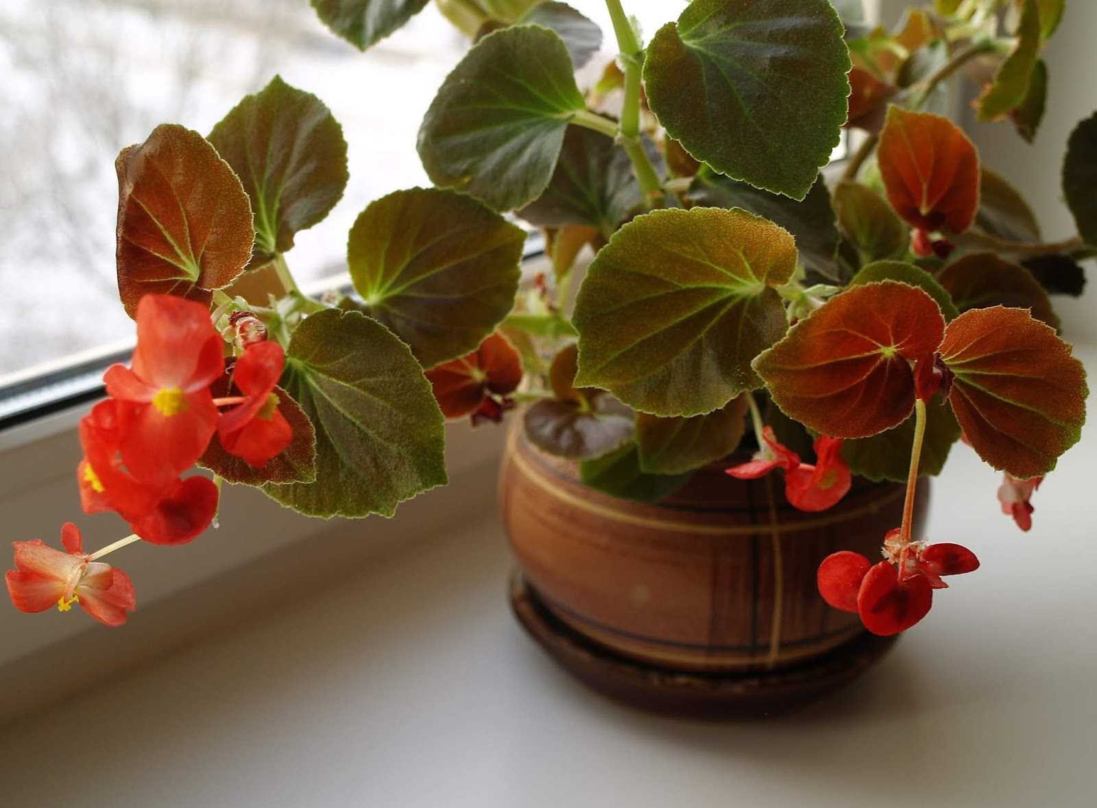 Бегония клубневая: посадка и уход в домашних условиях - lifeflower