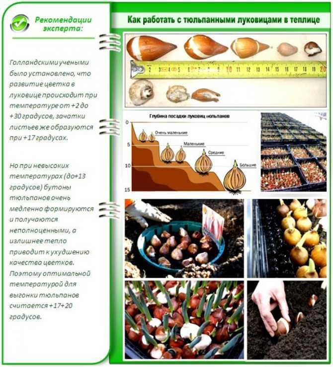 Где и как хранить луковицы тюльпанов до посадки, зимой, в домашних условиях