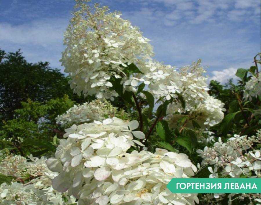 7 главных правил посадки гортензии и первичного ухода, которые важно соблюдать, чтобы она пышно цвела