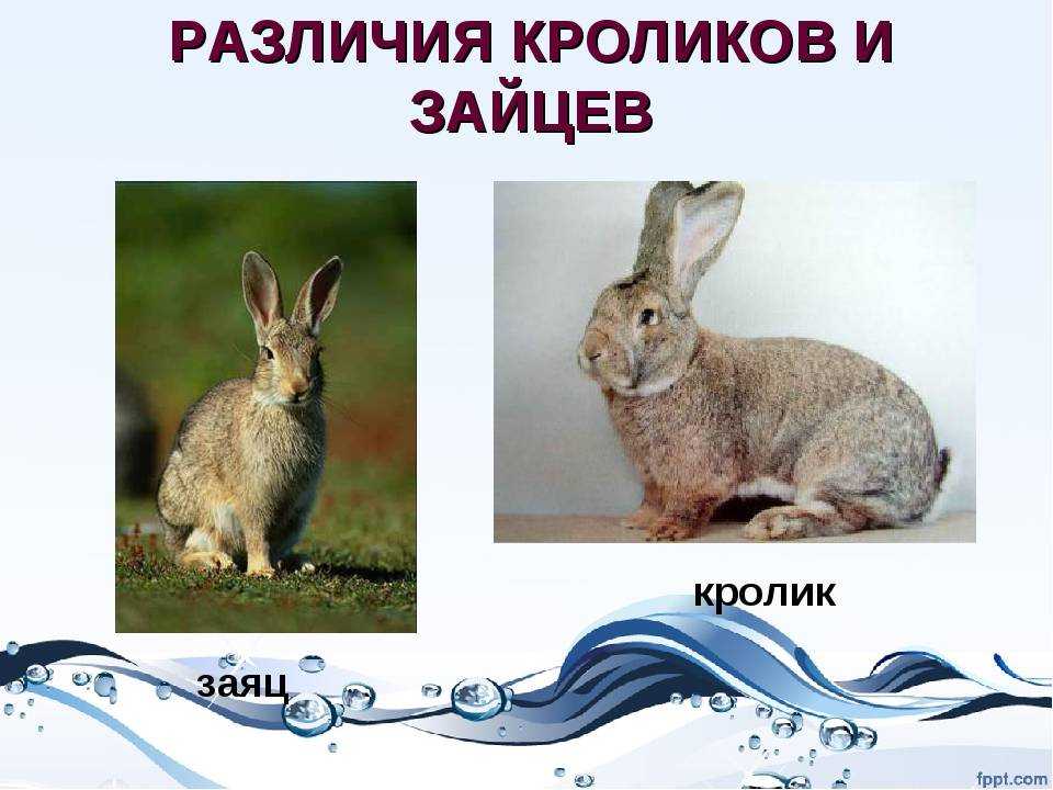 Кролики и зайцы: общее и чем они отличаются | в чем разница