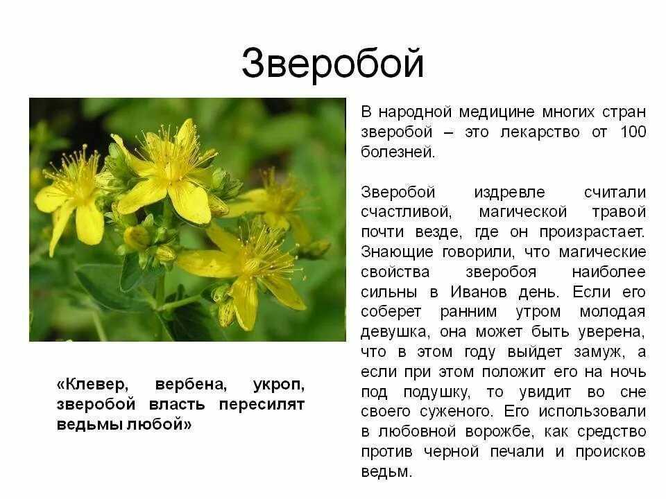 Зверобой трава лечебные свойства и противопоказания, настойка, отвар, масло из зверобоя, другие рецепты