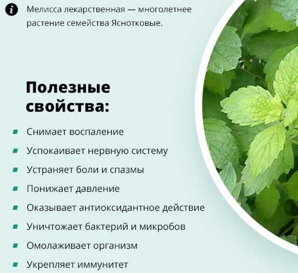 Чем отличается мята перечная от мелиссы: сравнение и отличие полезных свойств. что лучше успокаивает: мята или мелисса? что привлекает деньги: мелисса или мята?