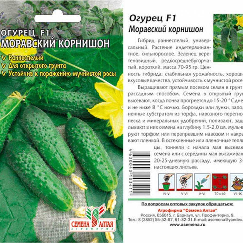 Огурец парижский корнишон: описание раннеспелого сорта и правила выращивания
