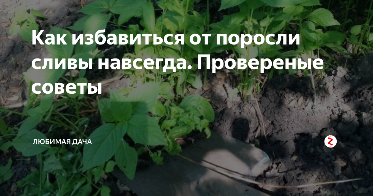 Как вывести сливу с участка, борьба с порослью сливы - как удалить навсегда