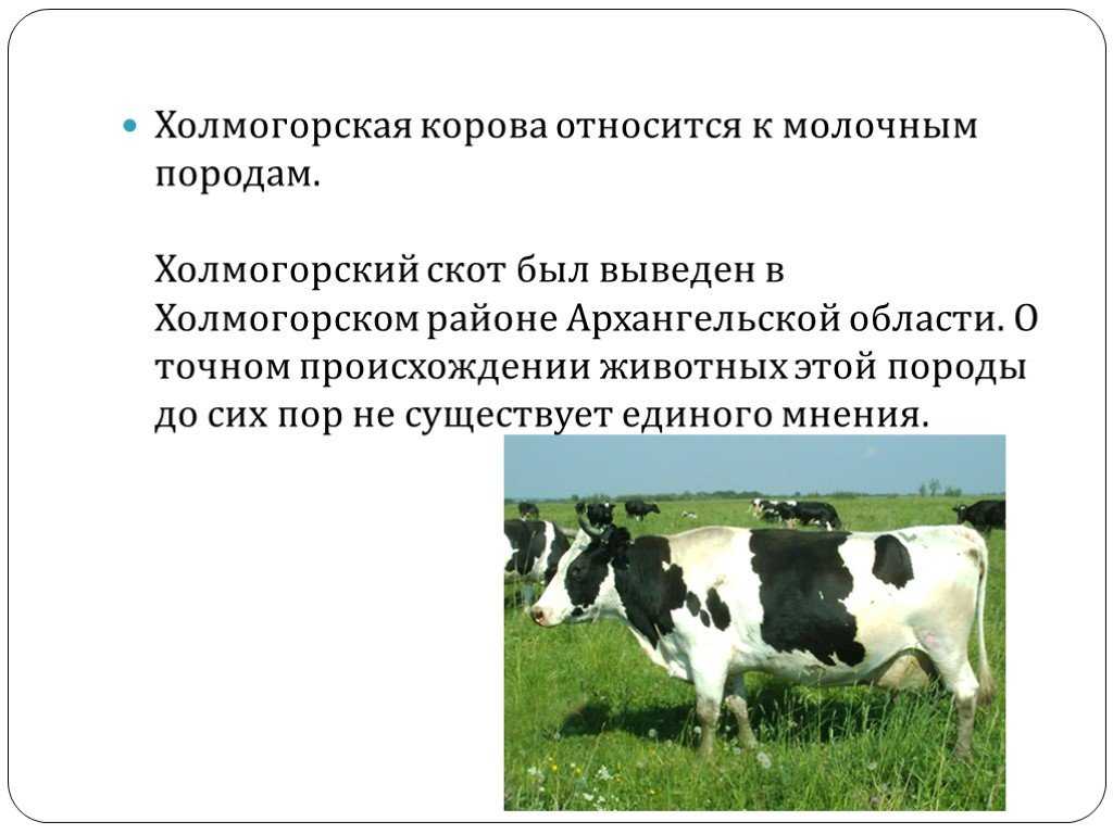 "холмогорская" порода коров 😍: характеристика, внешний вид, болезни и фото selo.guru — интернет портал о сельском хозяйстве
