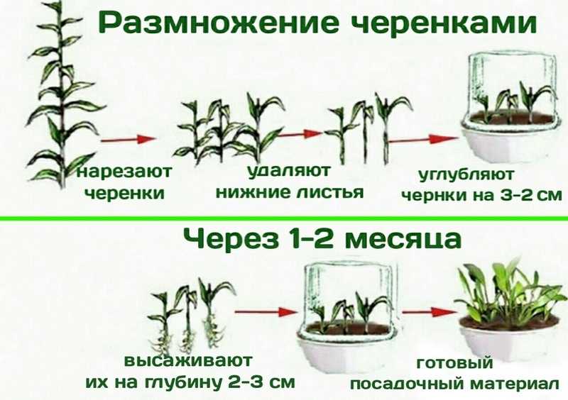 Флоксы многолетние, размножение | во саду и в огороде