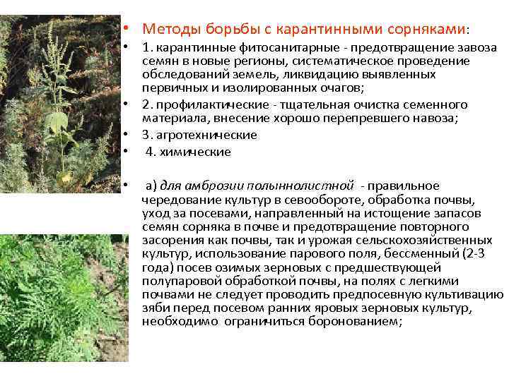 Сорняк повилика: виды, свойства, наносимый вред, гербициды, народные методы борьбы