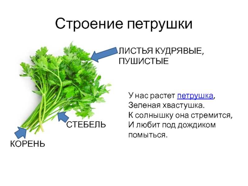 Кудрявая петрушка: почему запрещена, является ли наркосодержащим растением