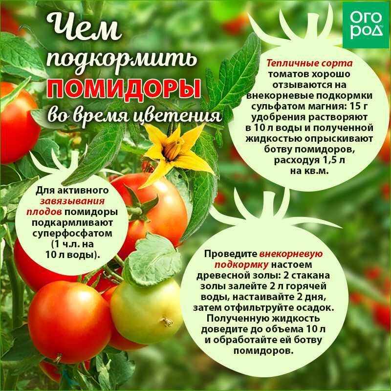 Томат розовый спам: отзывы, фото, урожайность, характеристика и описание сорта