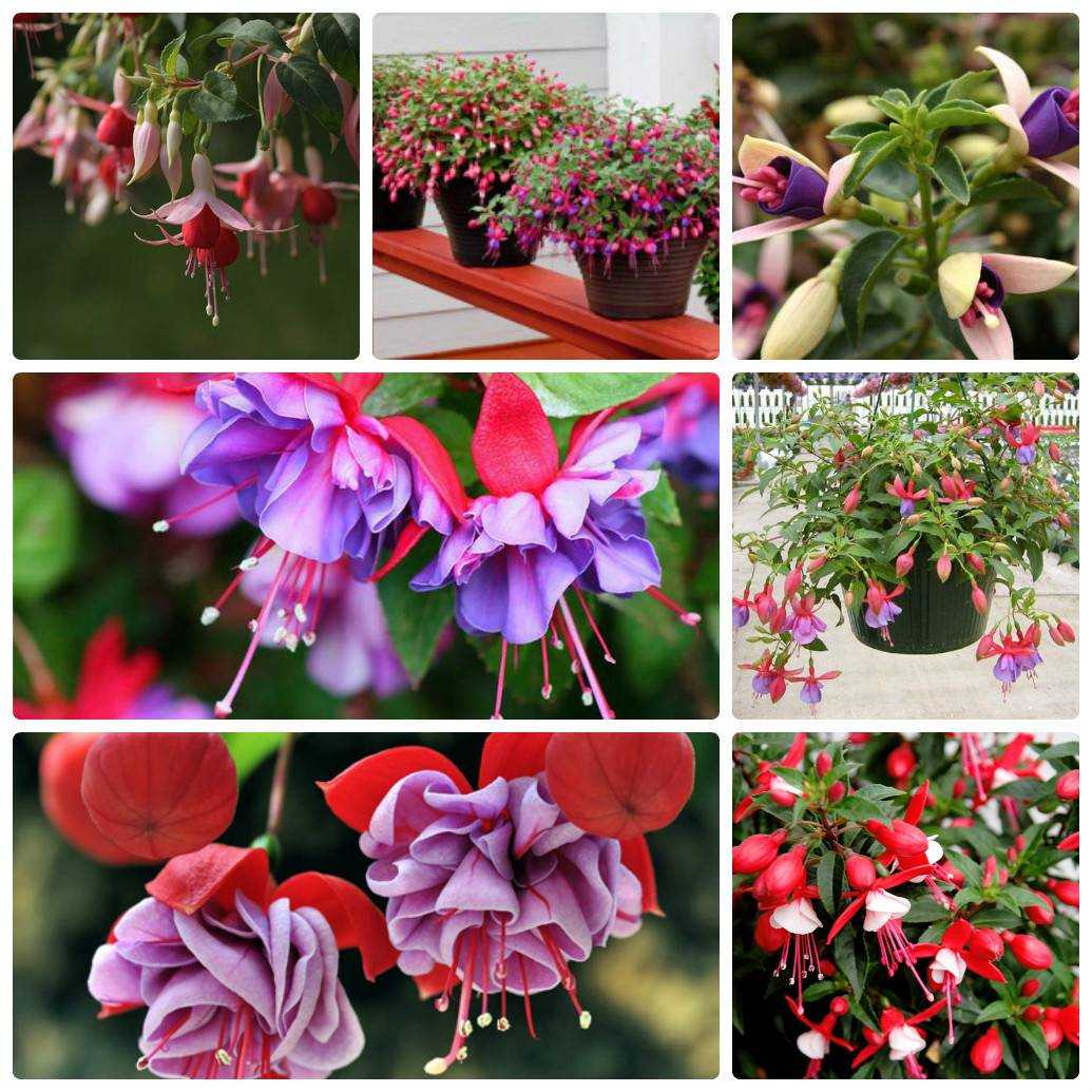 Фуксия (fuchsia): выращивание и уход в домашних условиях, фото и описание популярных сортов