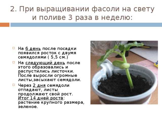 Основные сорта и виды фасоли, описание: фото + видео