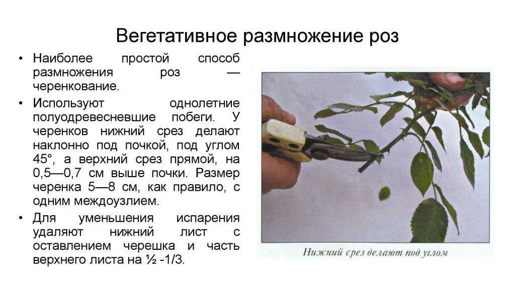 Как укоренить розу из букета в домашних условиях в картошке