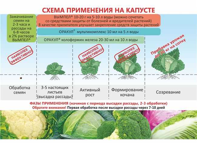 Подкормка капусты в открытом грунте: как и чем лучше удобрять для роста