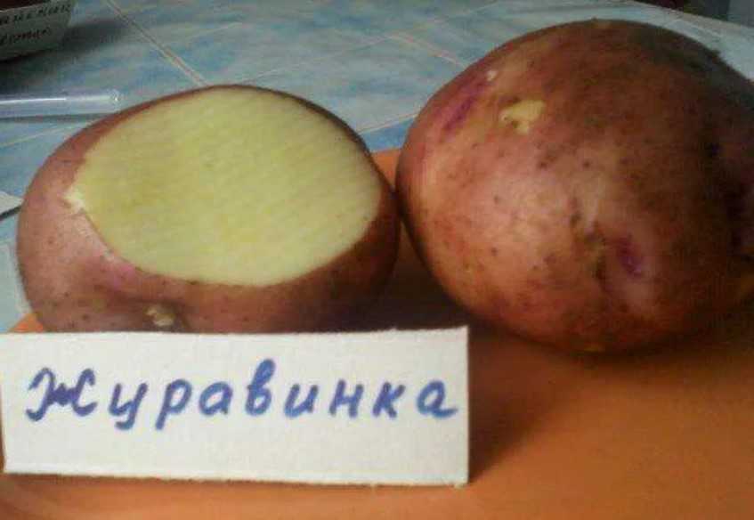 Описание и характеристика картофеля “журавинка”