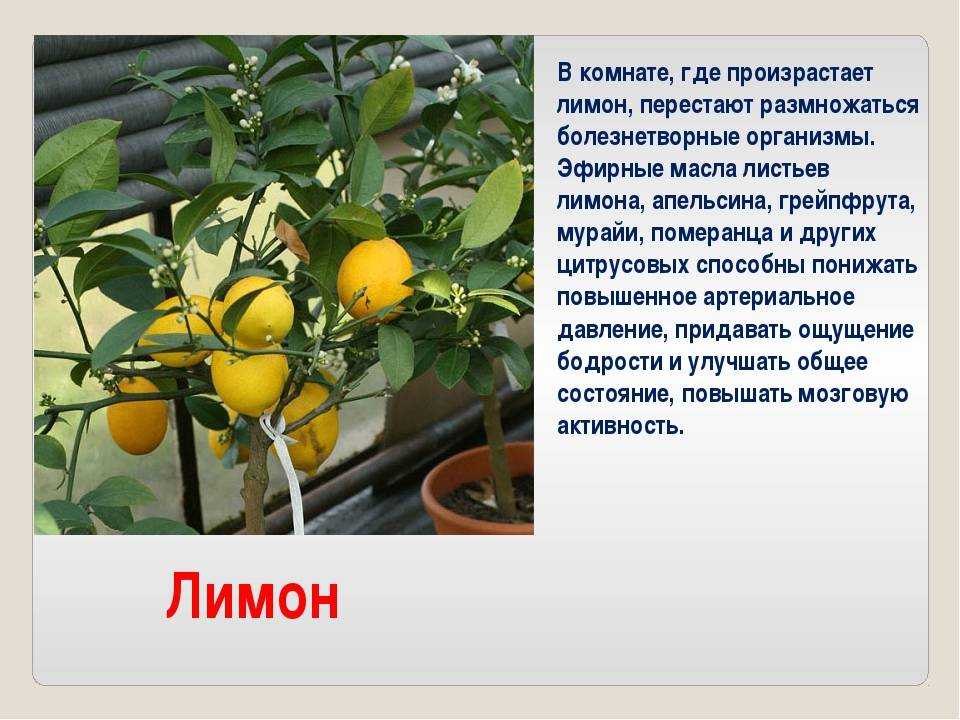 Виды лимонов: какие бывают, как определить, лучшие сорта