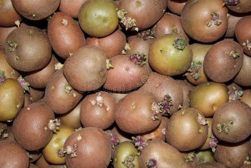 ✅ аризона: описание семенного сорта картофеля, характеристики, агротехника