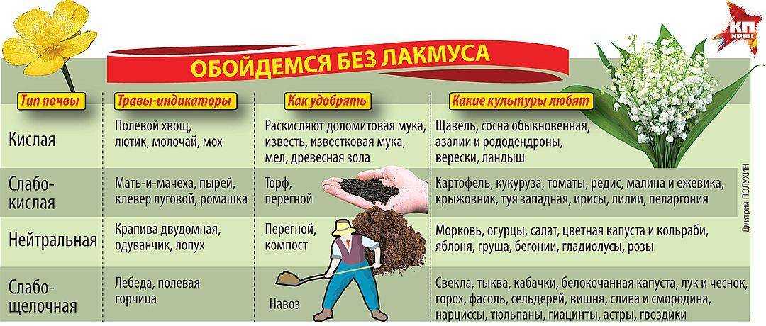 Цветок гиппеаструм