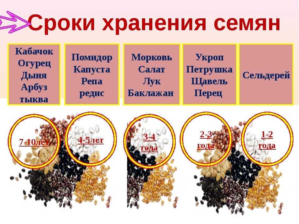 Хранение семян в холодильнике - актуальные сроки и проверенные условия