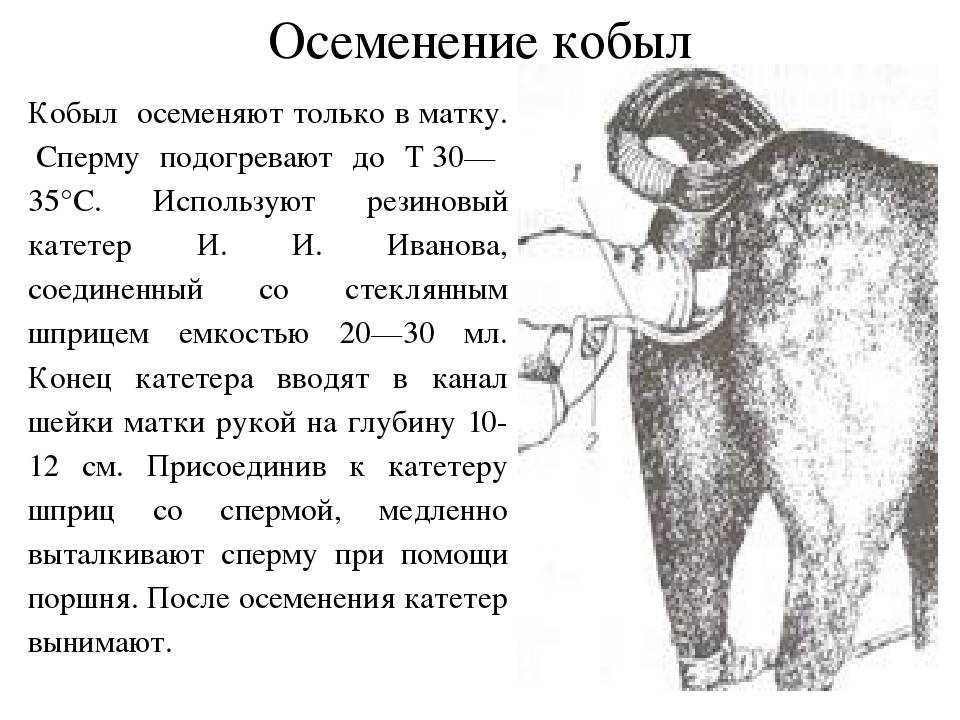 Искусственное осеменение — иностранный опыт